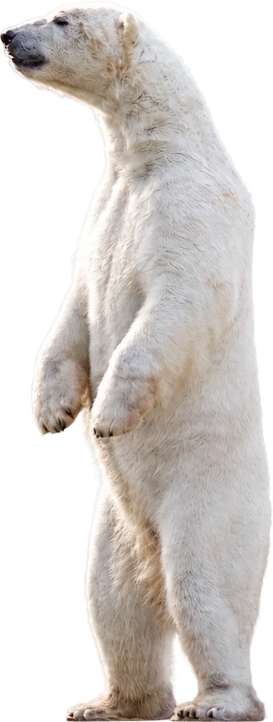 Ein aufrecht stehender Eisbär