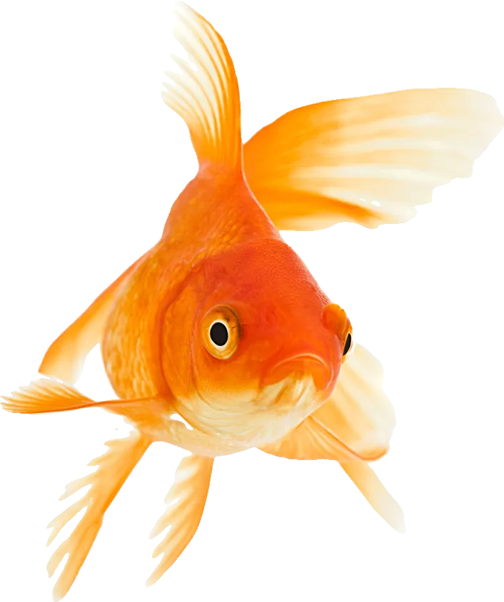Ein Goldfisch