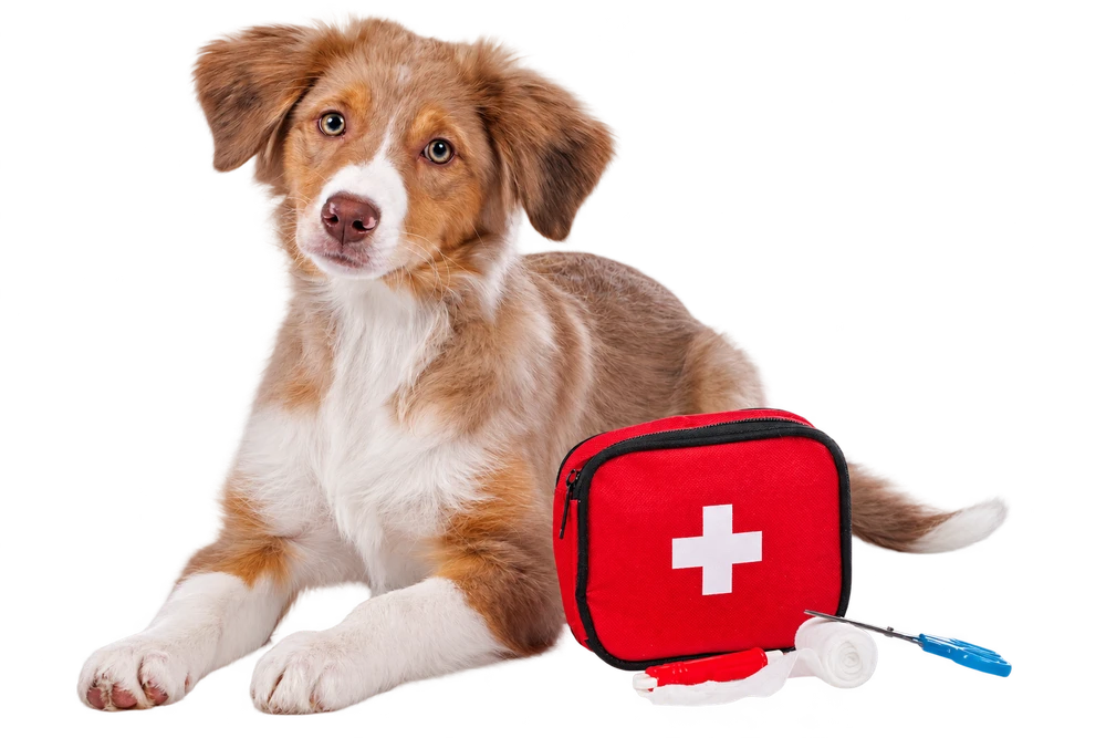 Ein Welpe mit einer roten Erste-Hilfe-Tasche