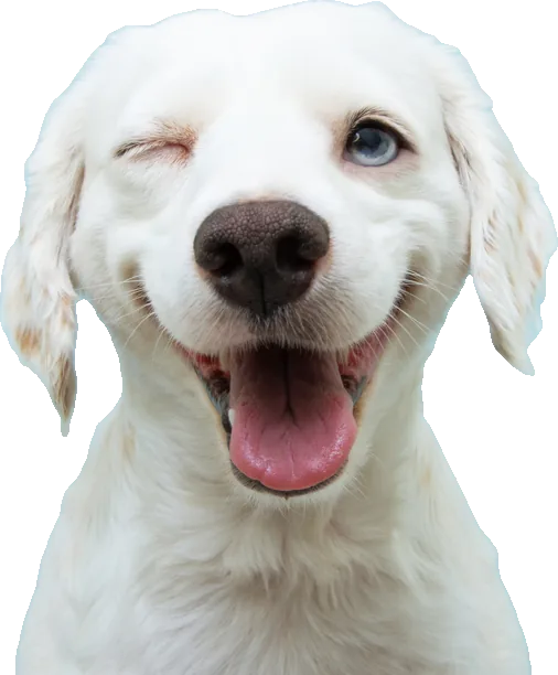 Ein weißer Hund zwinkert und lacht