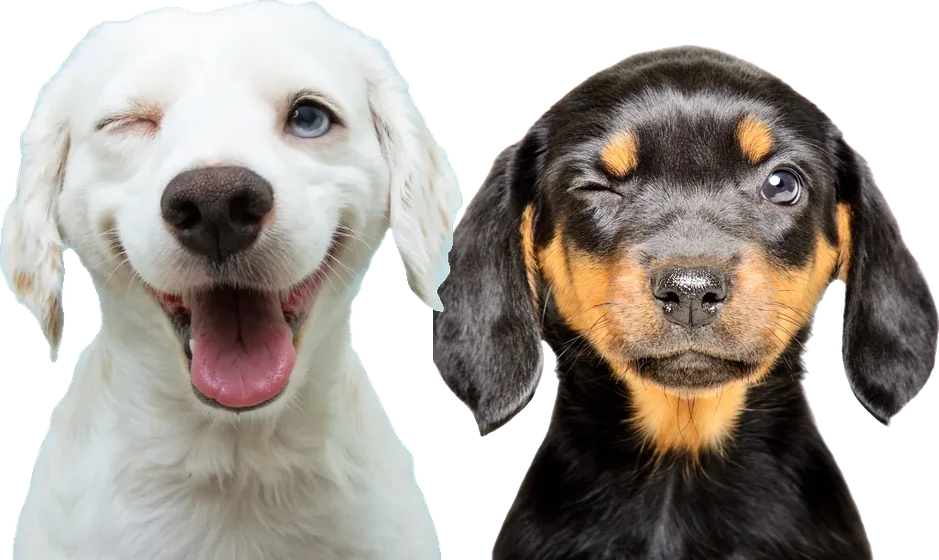 Ein weißer und ein schwarz-brauner Hund zwinkern nebeneinander