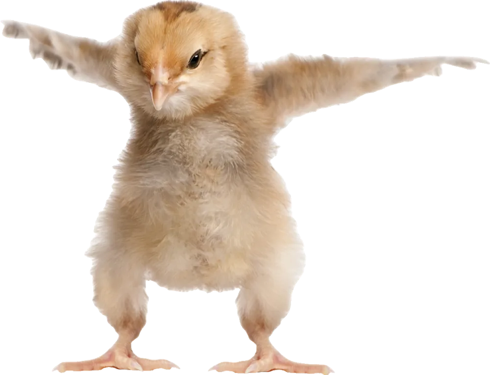 Ein Küken mit weit ausgebreiteten Flügeln