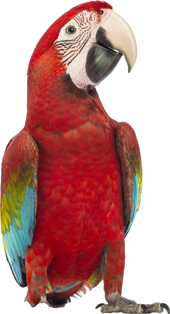 Ein roter Papagei