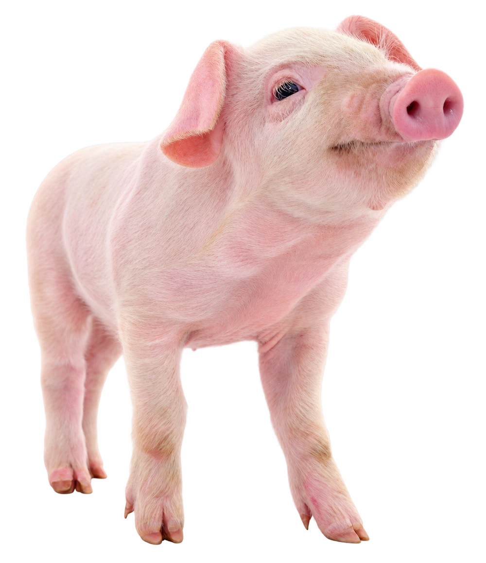 Ein kleines rosafarbenes Schweinchen
