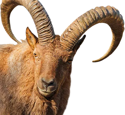 Ein Steinbock mit großen Hörnern