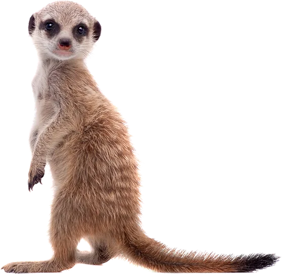 Ein aufrecht stehendes Erdmännchen