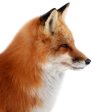 Ein Fuchs im Profil