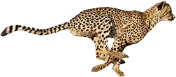 Ein rennender Gepard