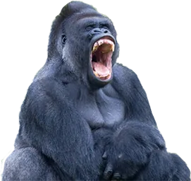 Ein Gorilla mit weit geöffnetem Maul