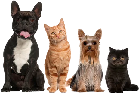 Vier verschiedene Hunde und Katzen nebeneinander