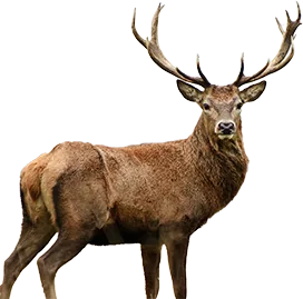 Ein Hirsch mit Geweih