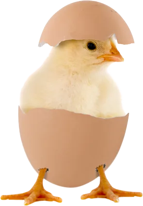 Ein Küken, das aus einem Ei schlüpft