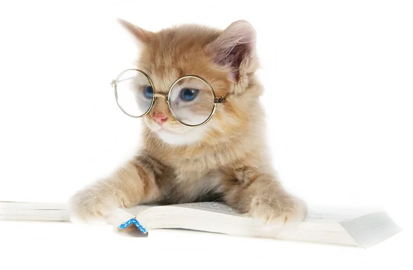 Ein Katzenjunges mit Brille über einem Buch
