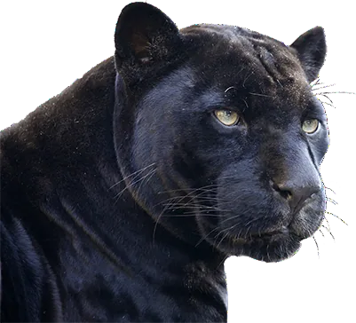 Ein schwarzer Panther, aufmerksam blickend