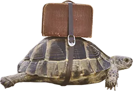 Eine Schildkröte