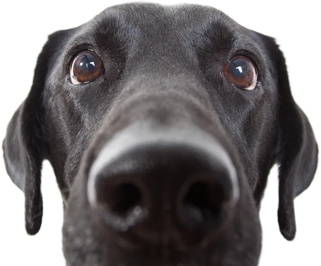 Ein schwarzer Hund von unten fotografiert
