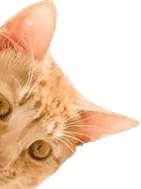 Eine Katze, die um die Ecke späht